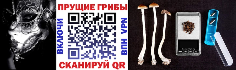 Псилоцибиновые грибы Magic Shrooms  блэк спрут как войти  Тавда 